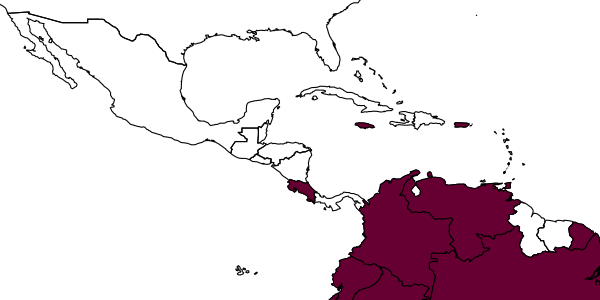map of Rhopalum grenadinum     (Pate, 1947)